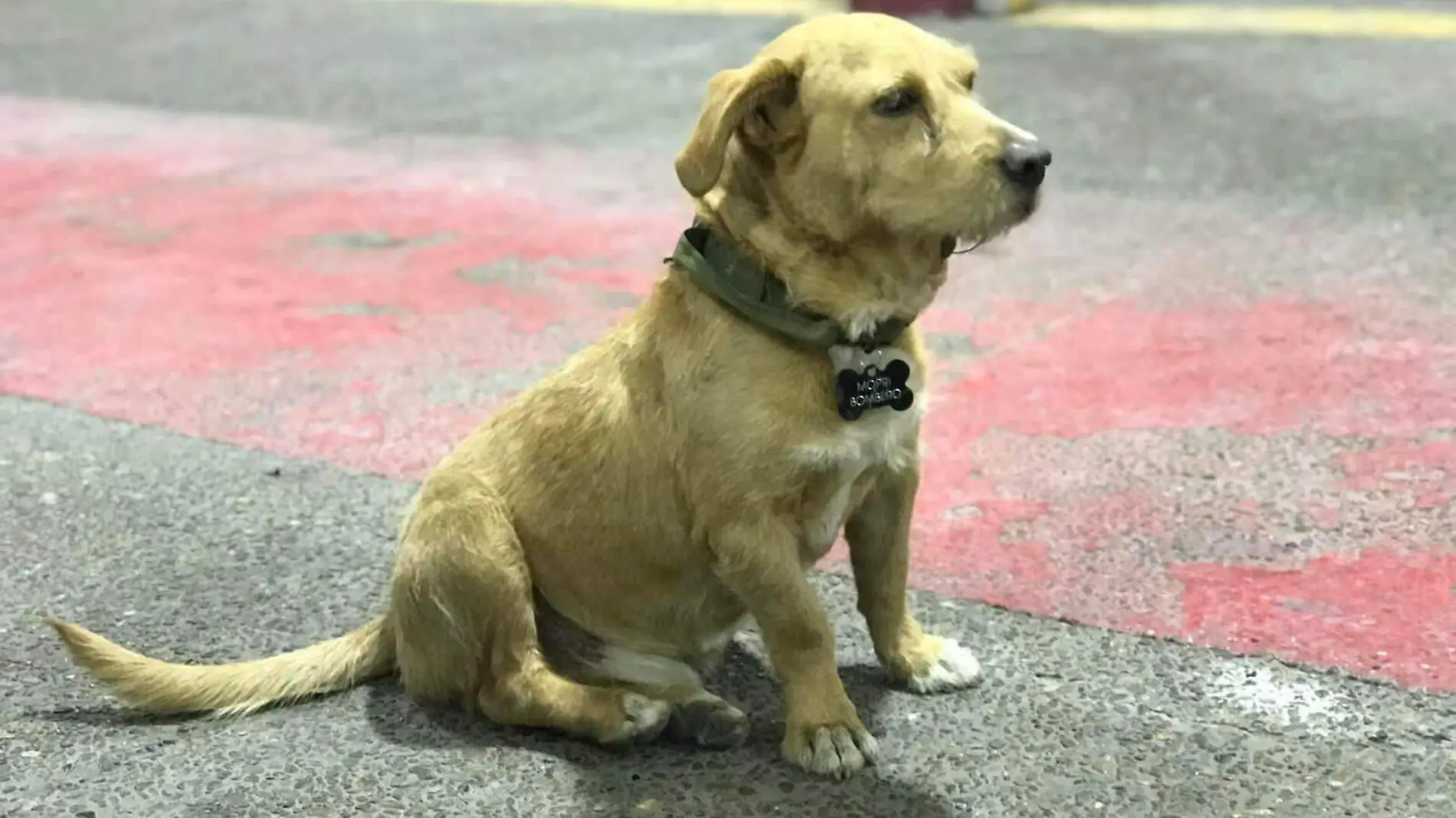 Mopri el perrito bombero de Tamaulipas